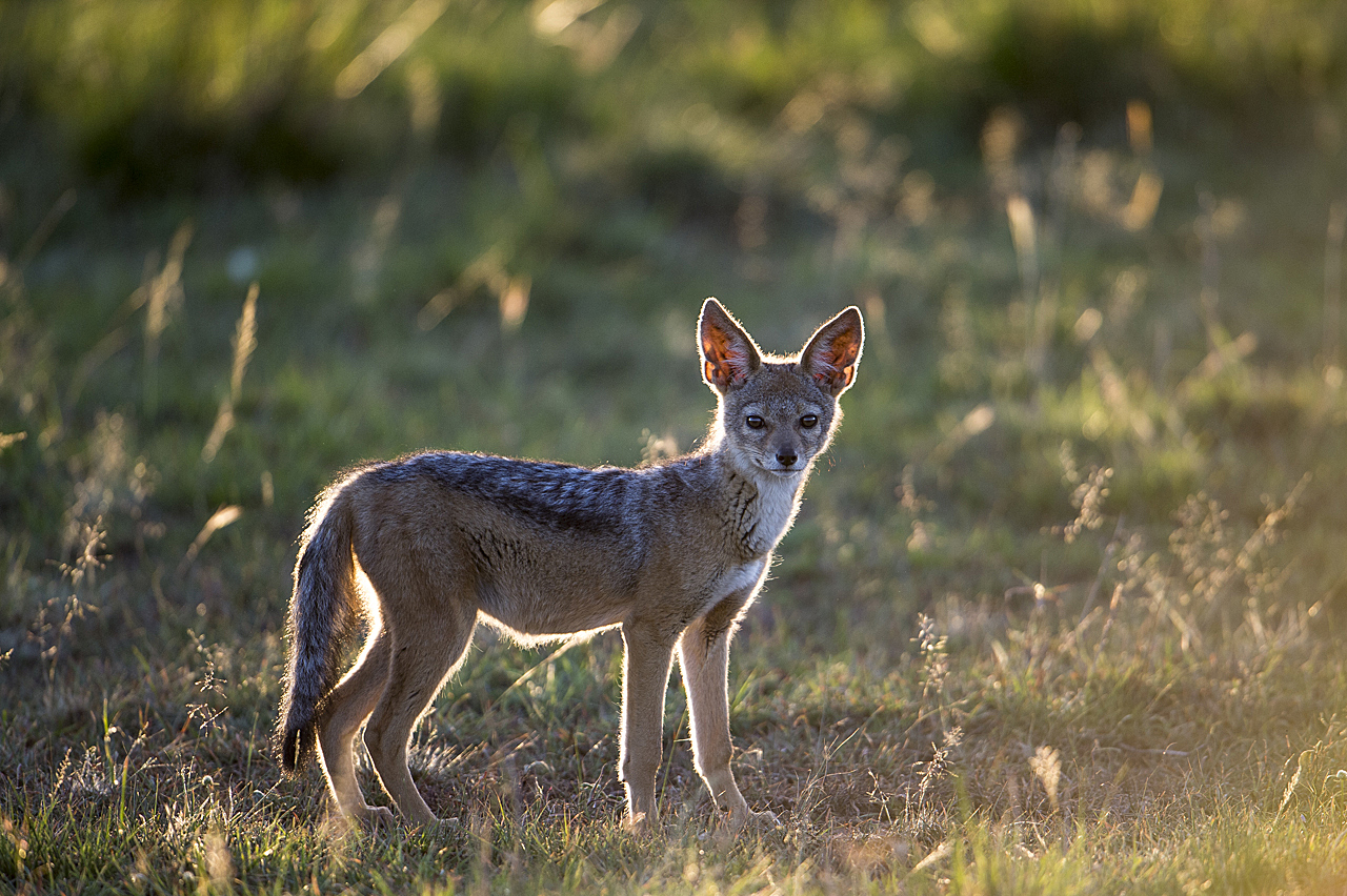 Samburu und Laikipia