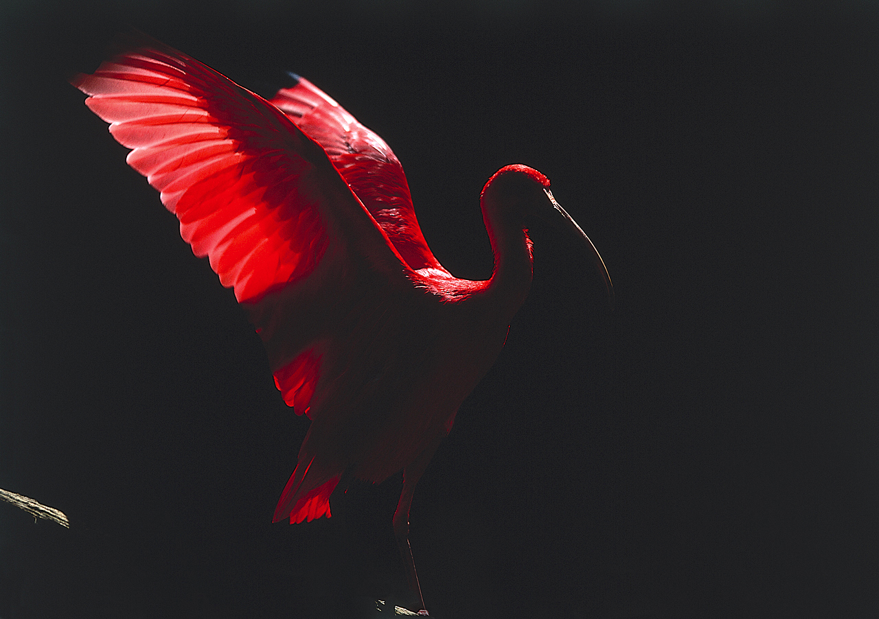 Bunt wie ein Papagei