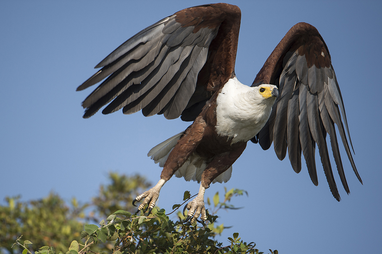Sambesi - Land am Fluss