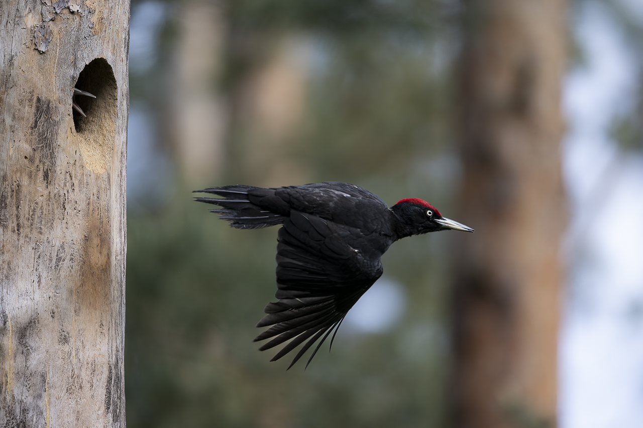 Wald - Raum für natürliche Zusammenhänge