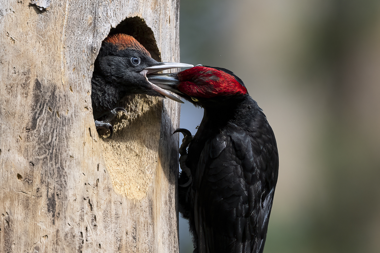 Wald - Raum für natürliche Zusammenhänge