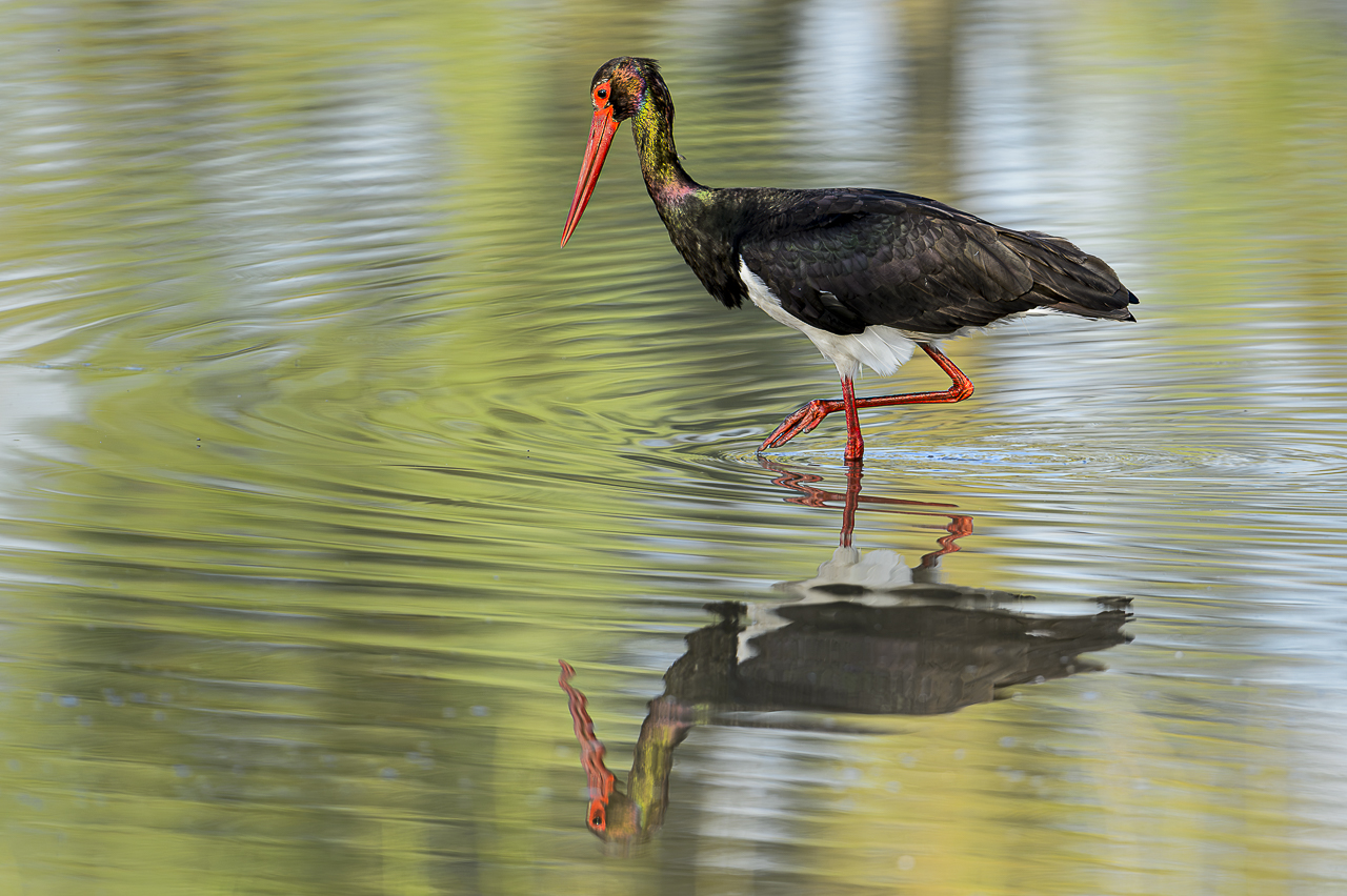 Wasser - Quelle des Lebens