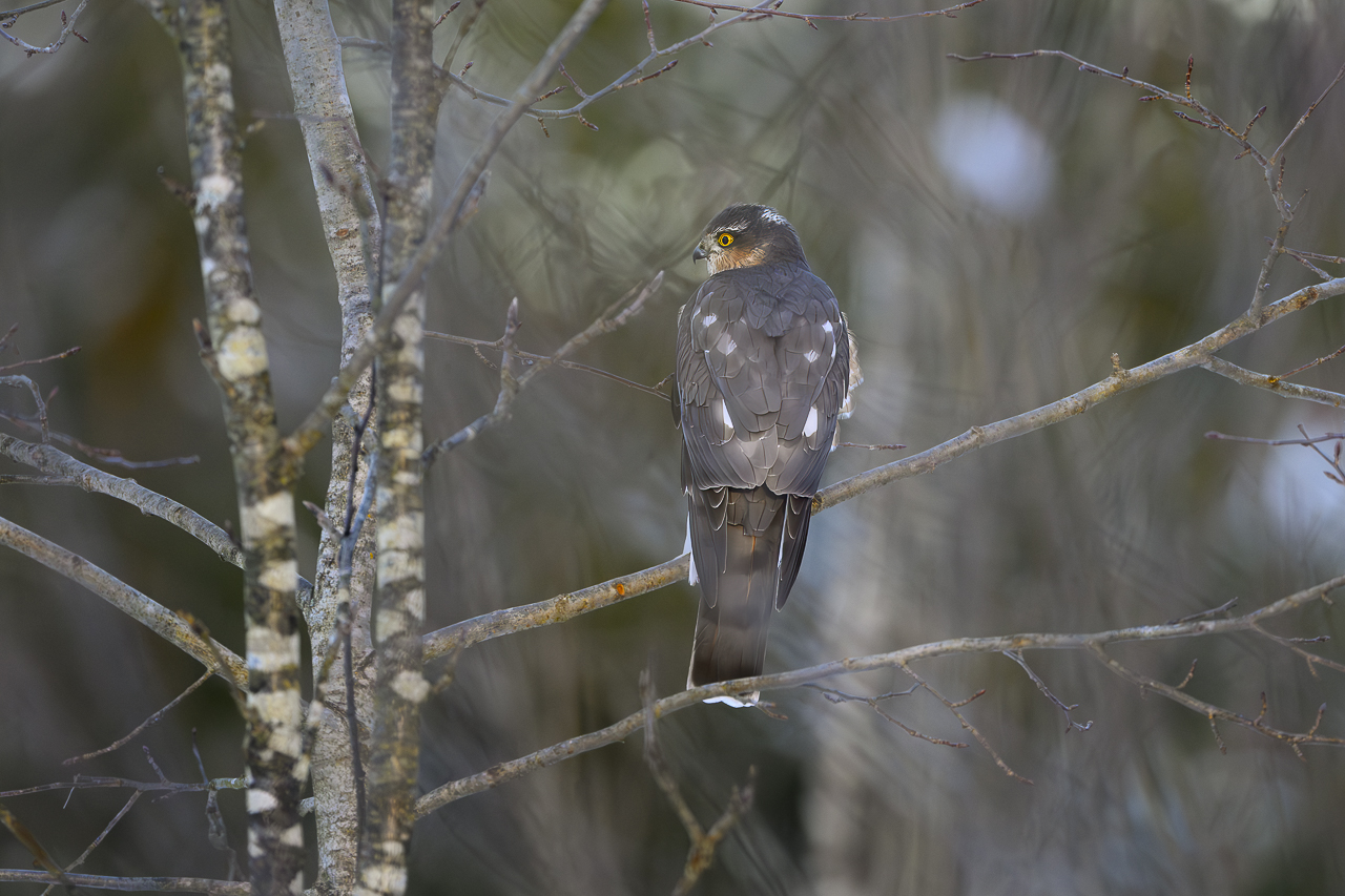 Wald - Raum für natürliche Zusammenhänge