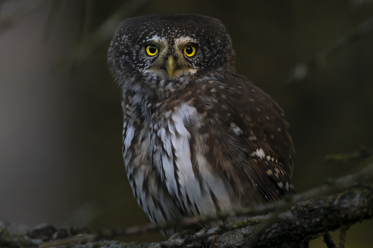 Wald - Raum für natürliche Zusammenhänge