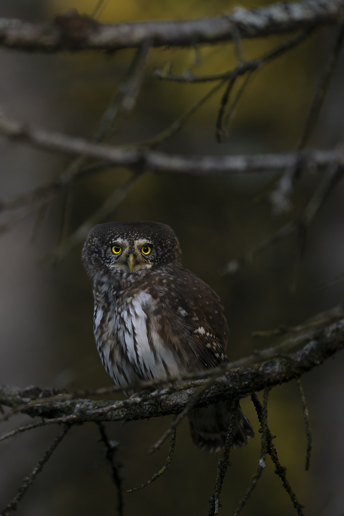 Wald - Raum für natürliche Zusammenhänge