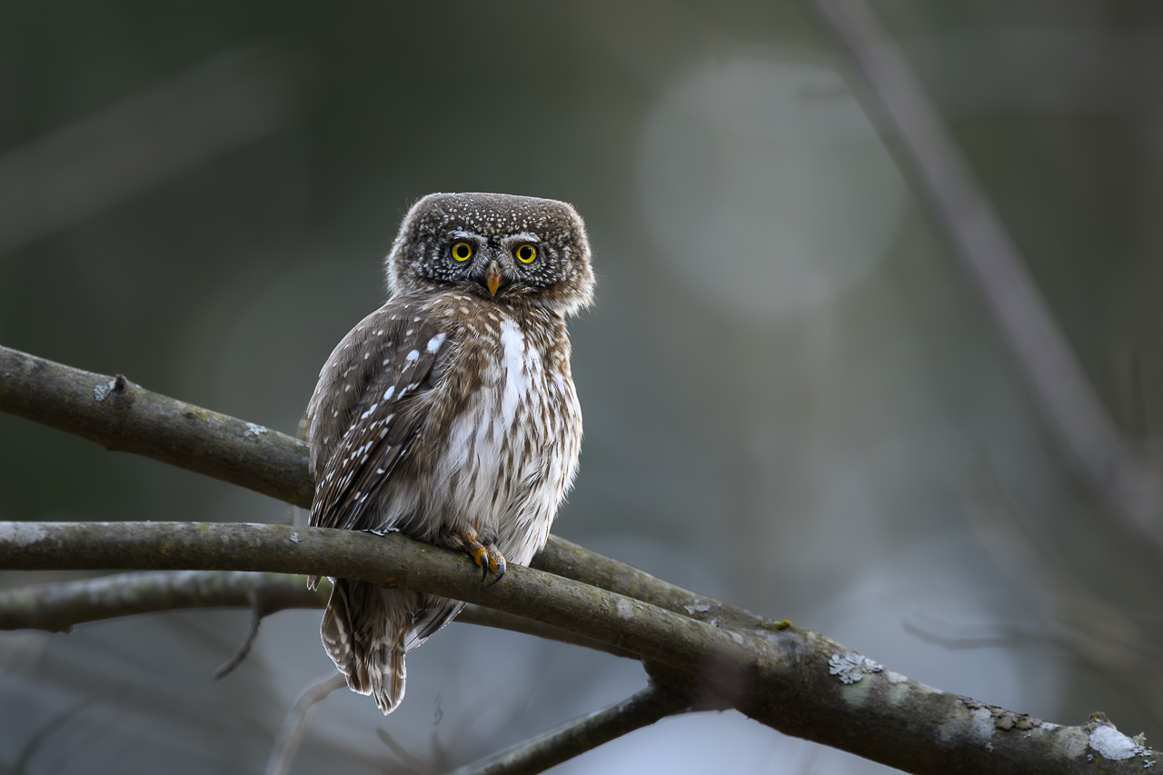 Wald - Raum für natürliche Zusammenhänge