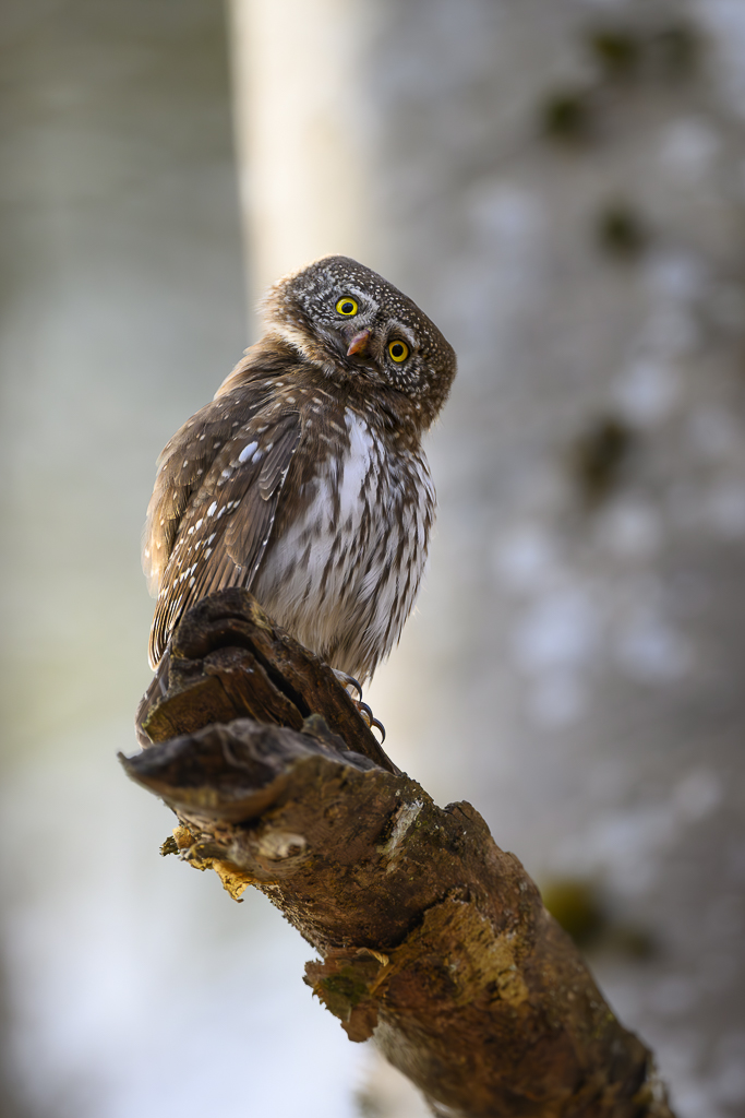 Wald - Raum für natürliche Zusammenhänge