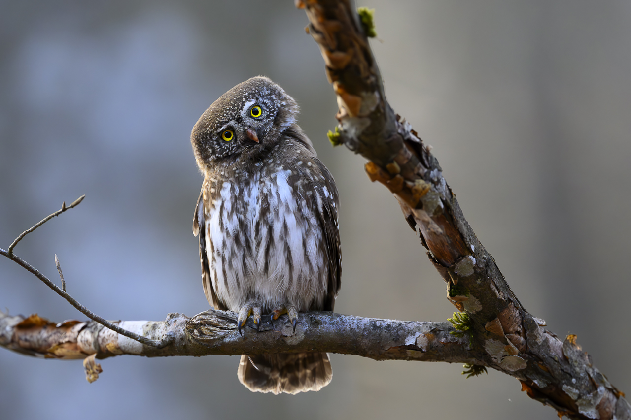 Wald - Raum für natürliche Zusammenhänge