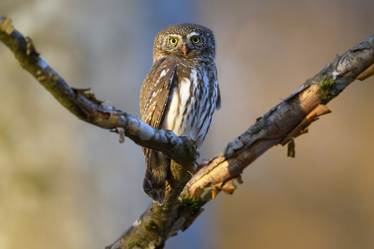 Wald - Raum für natürliche Zusammenhänge