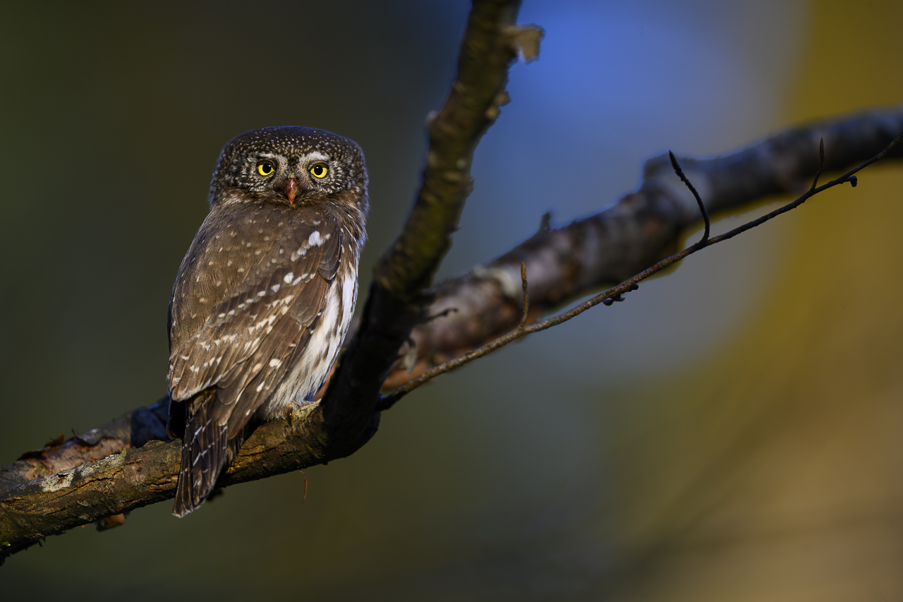 Wald - Raum für natürliche Zusammenhänge