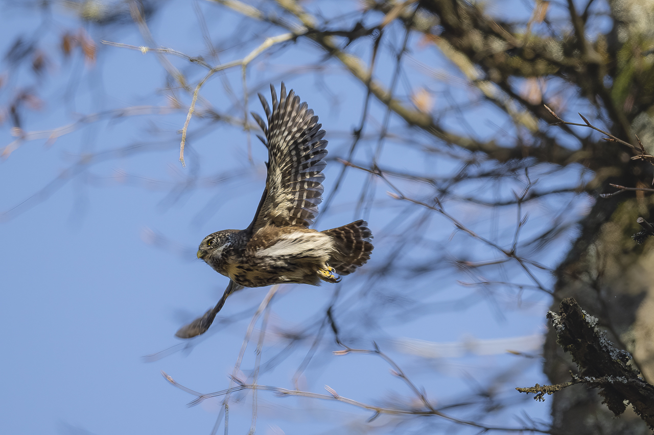Wald - Raum für natürliche Zusammenhänge