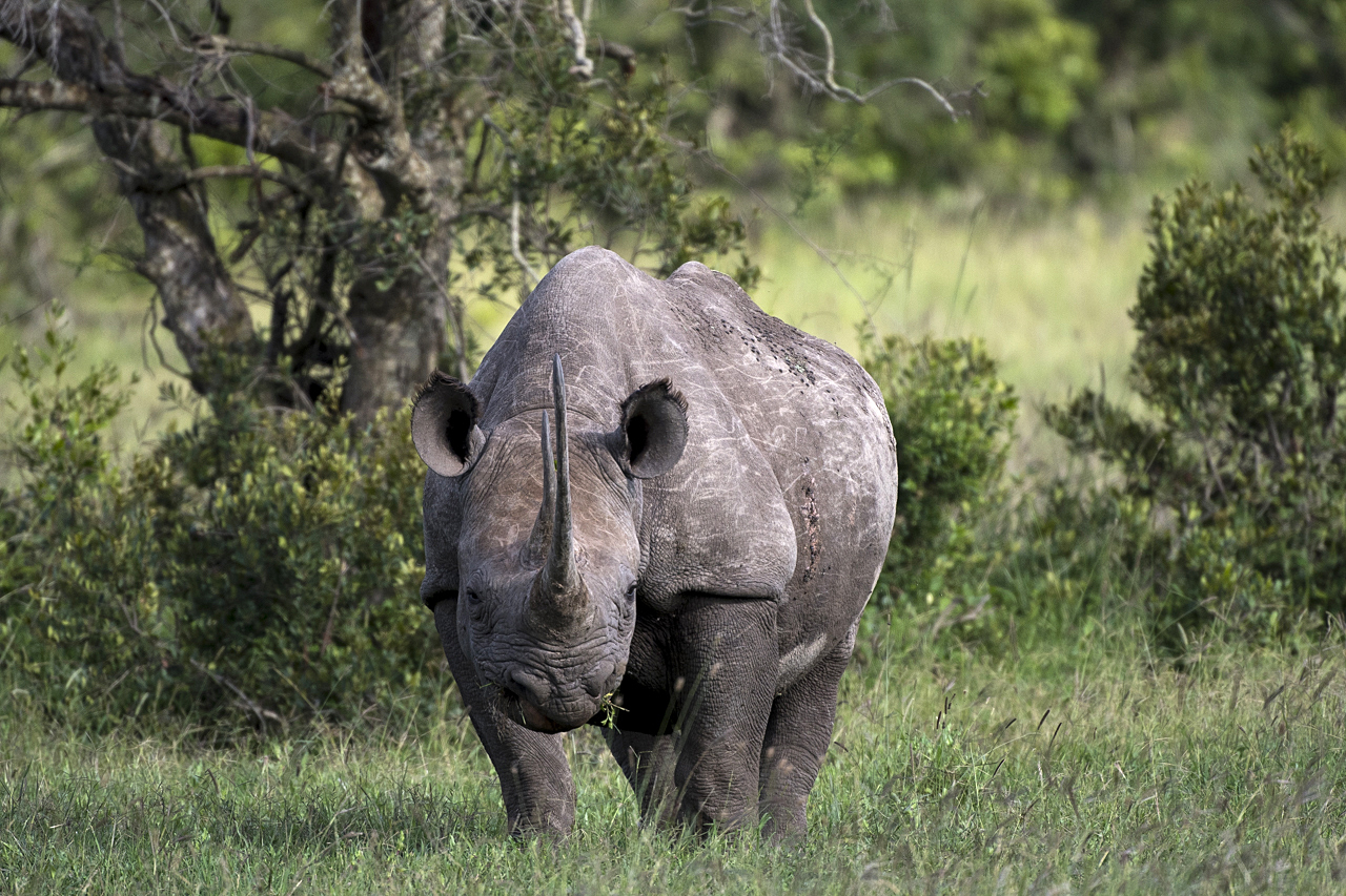 Samburu und Laikipia