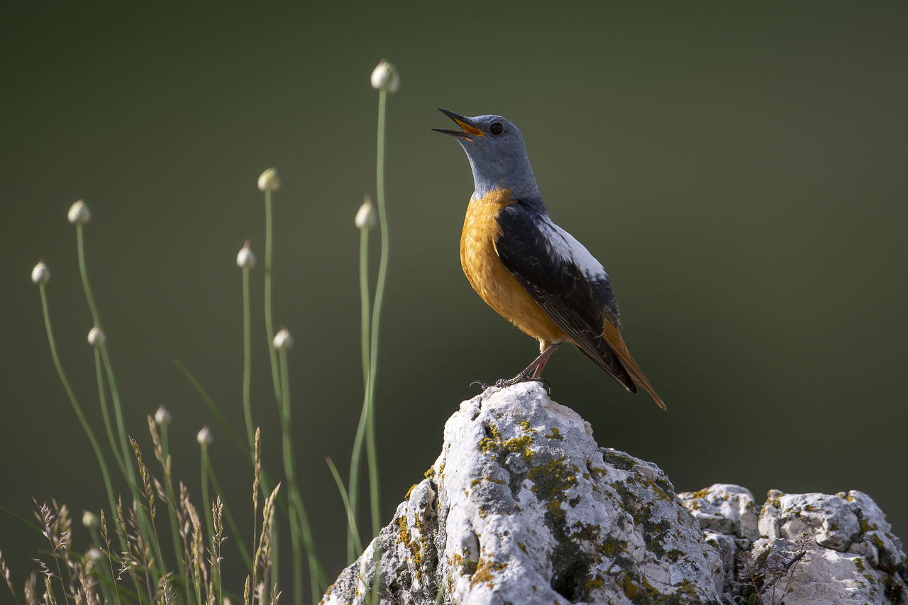 Balkan - jetzt und retro