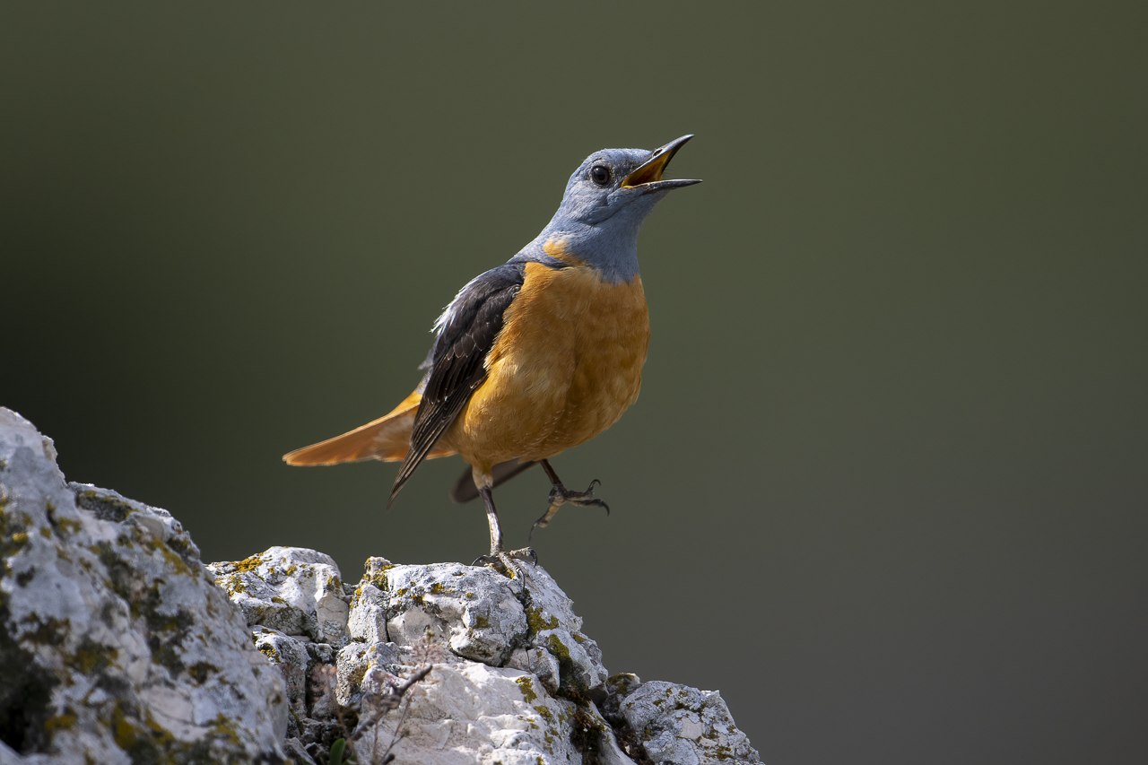Balkan - jetzt und retro