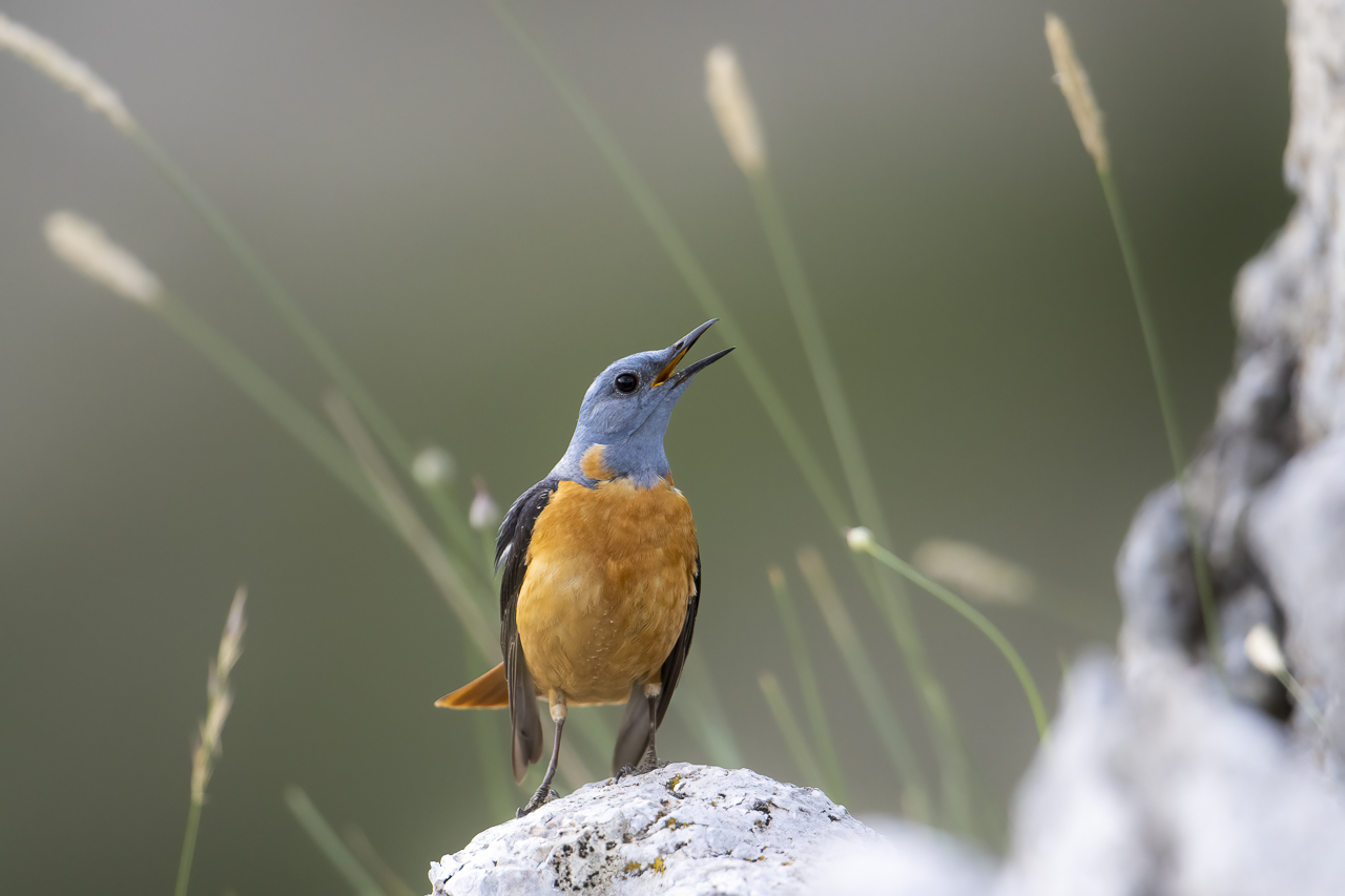 Balkan - jetzt und retro