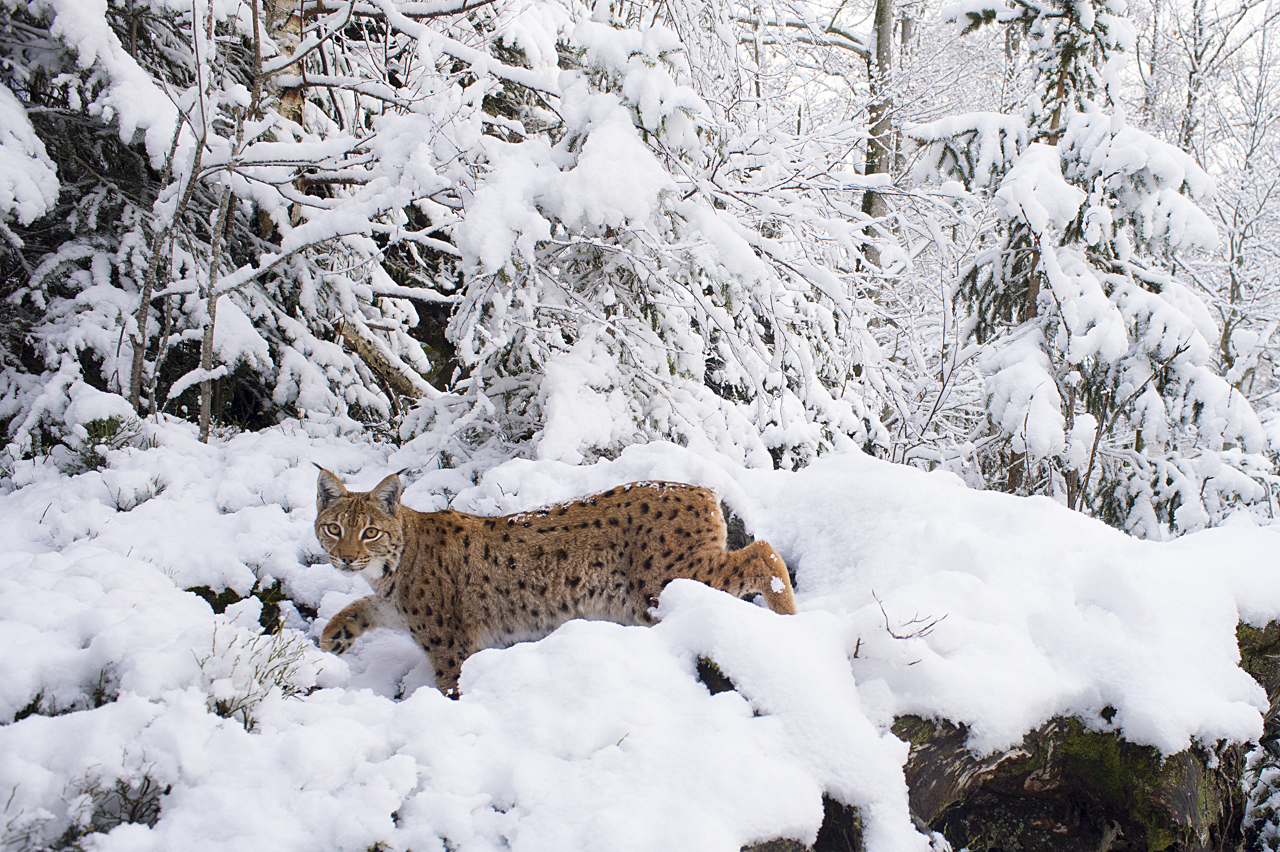 Luchs in freier Natur