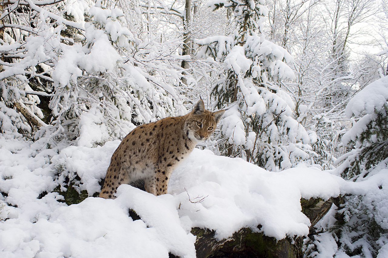 Luchs in freier Natur