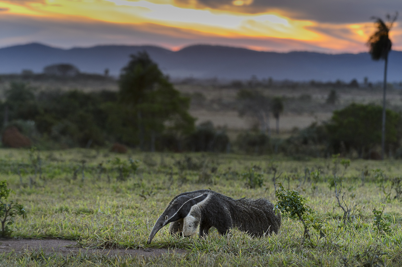 Südamerikas Ureinwohner