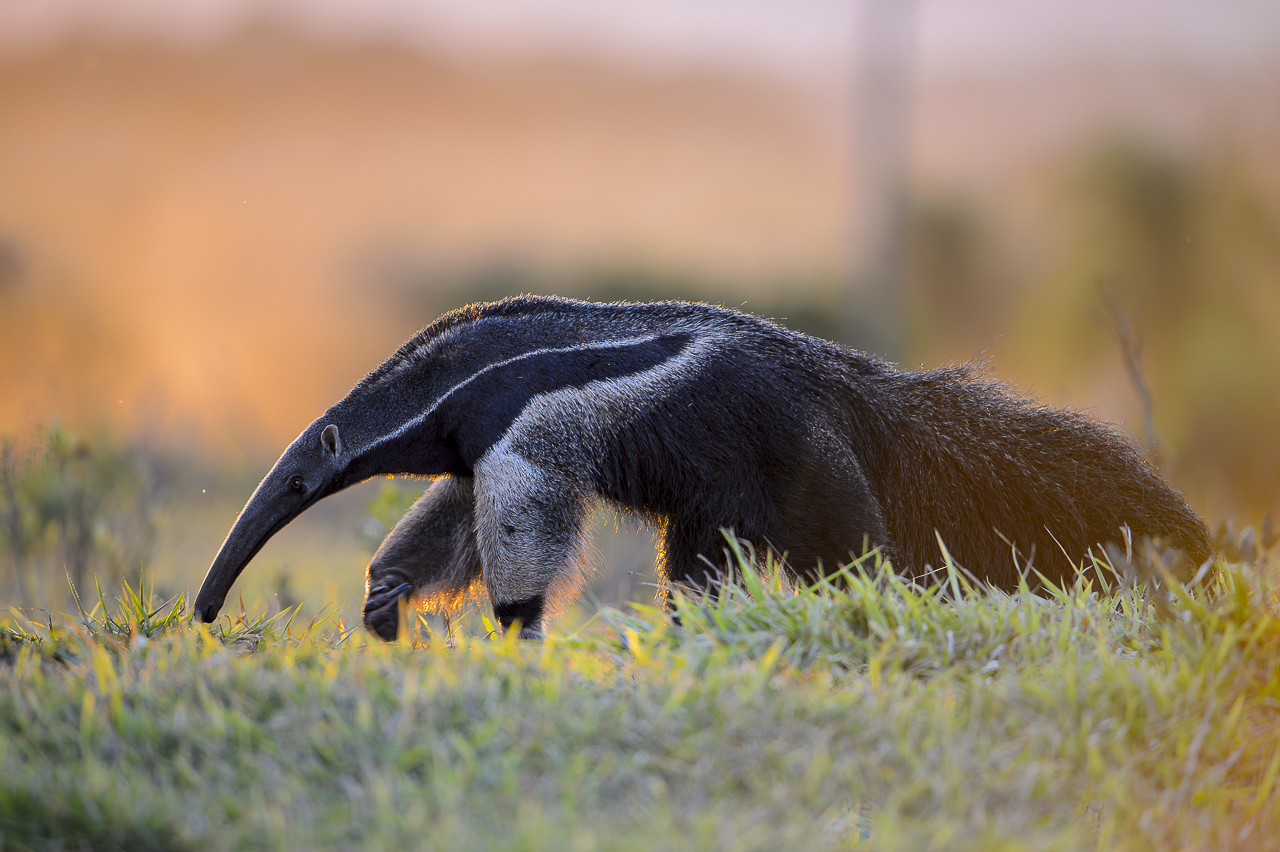 Südamerikas Ureinwohner