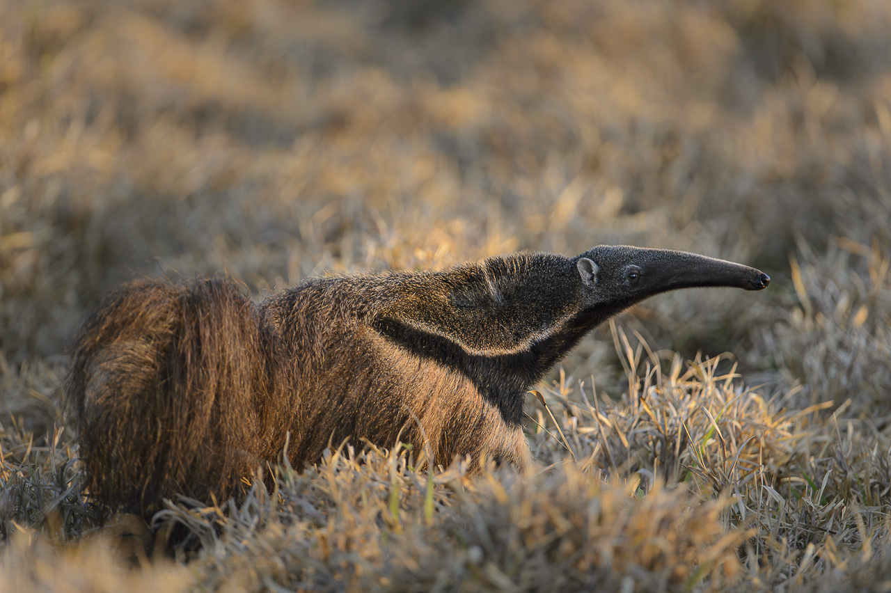 Südamerikas Ureinwohner