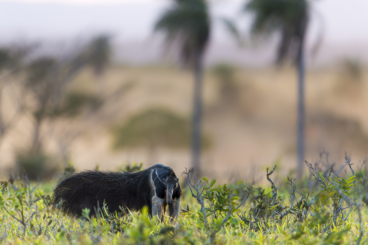Südamerikas Ureinwohner