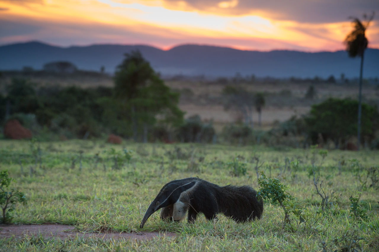 Südamerikas Ureinwohner