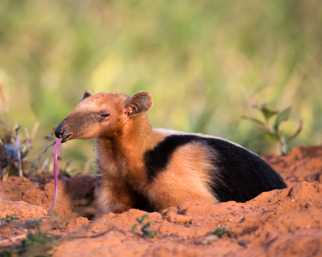 Südamerikas Ureinwohner
