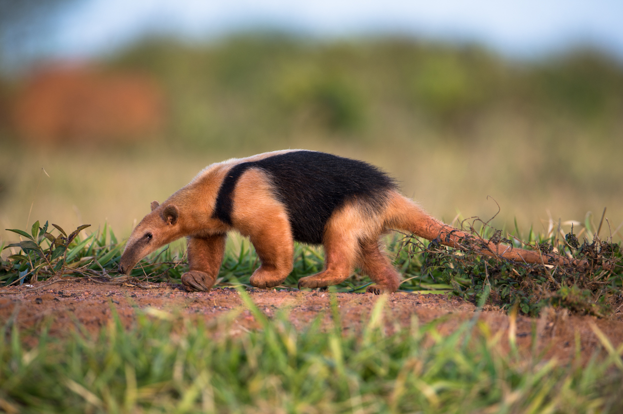 Südamerikas Ureinwohner