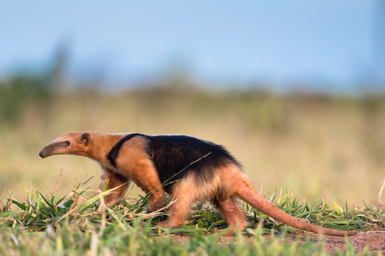 Südamerikas Ureinwohner
