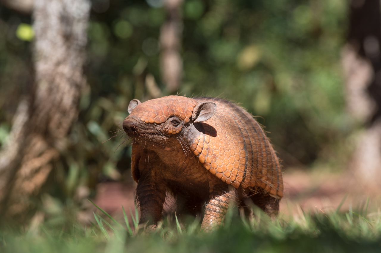 Südamerikas Ureinwohner