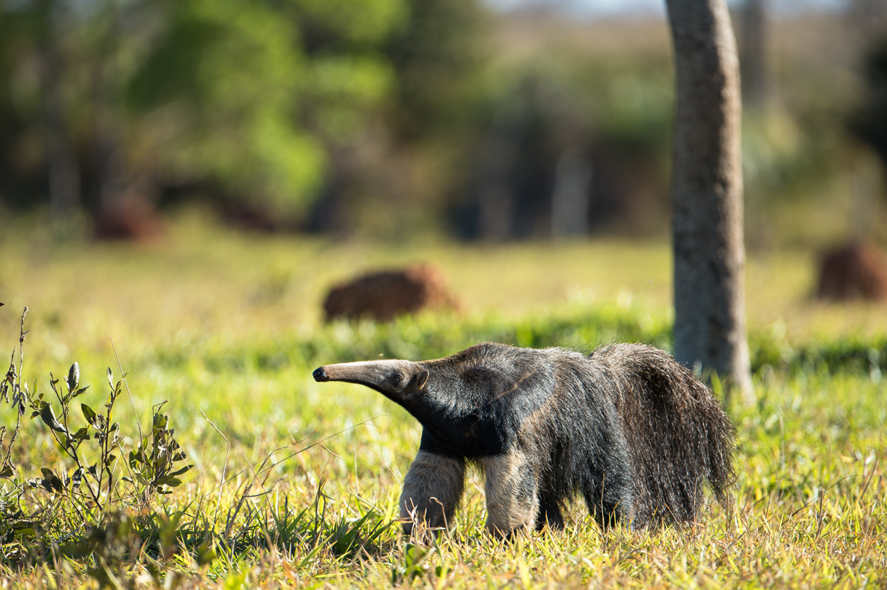 Südamerikas Ureinwohner