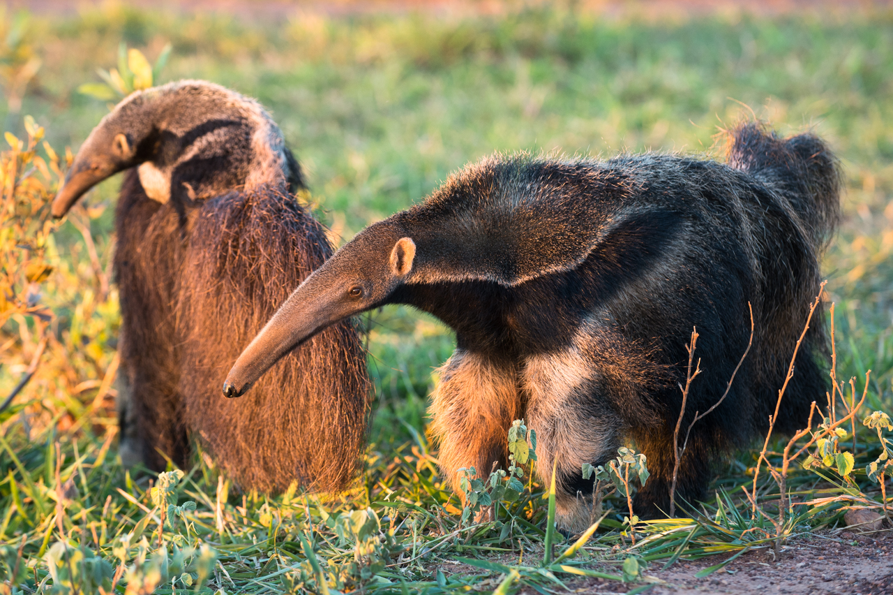 Südamerikas Ureinwohner
