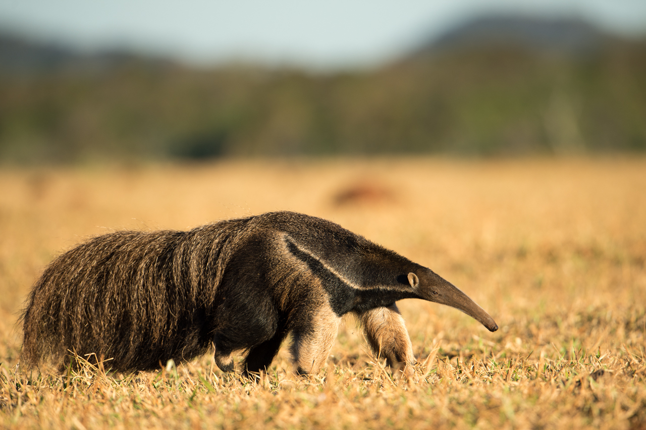Südamerikas Ureinwohner