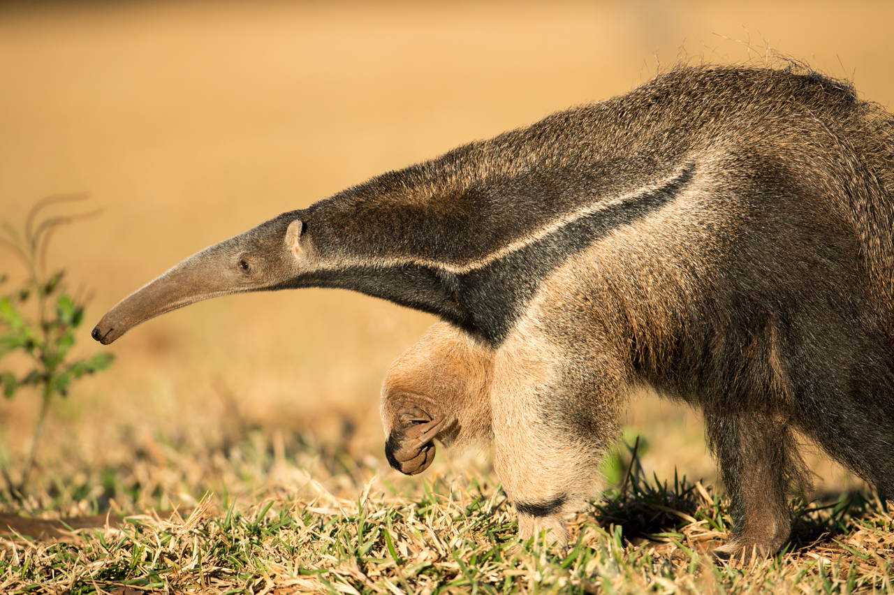 Südamerikas Ureinwohner