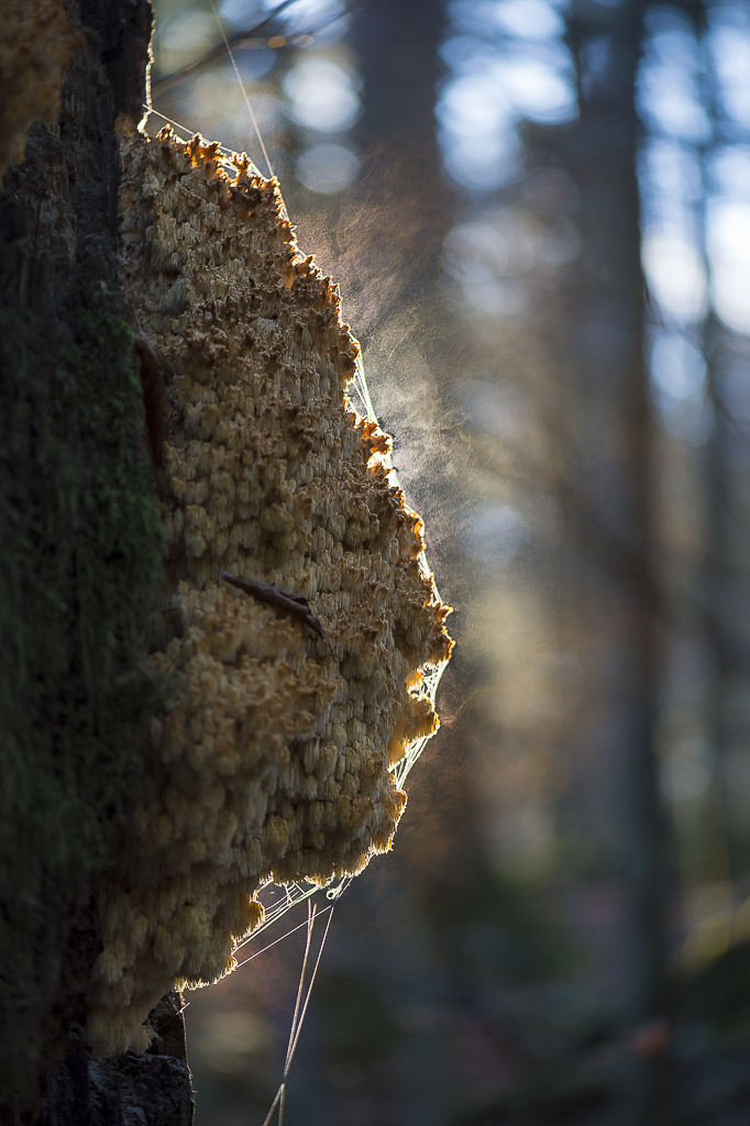 Wald - Raum für natürliche Zusammenhänge