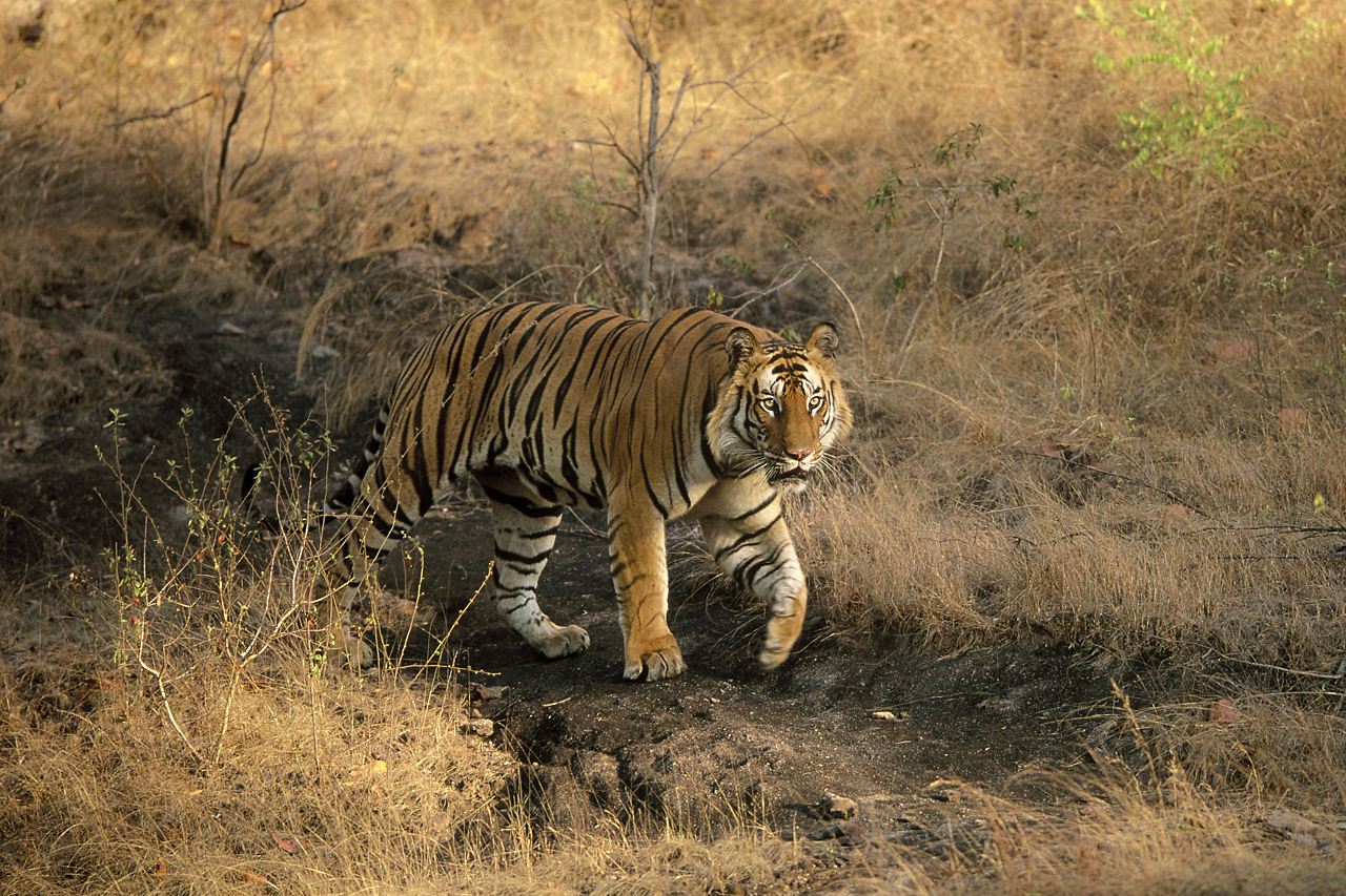 Indien - der überquellende Kontinent