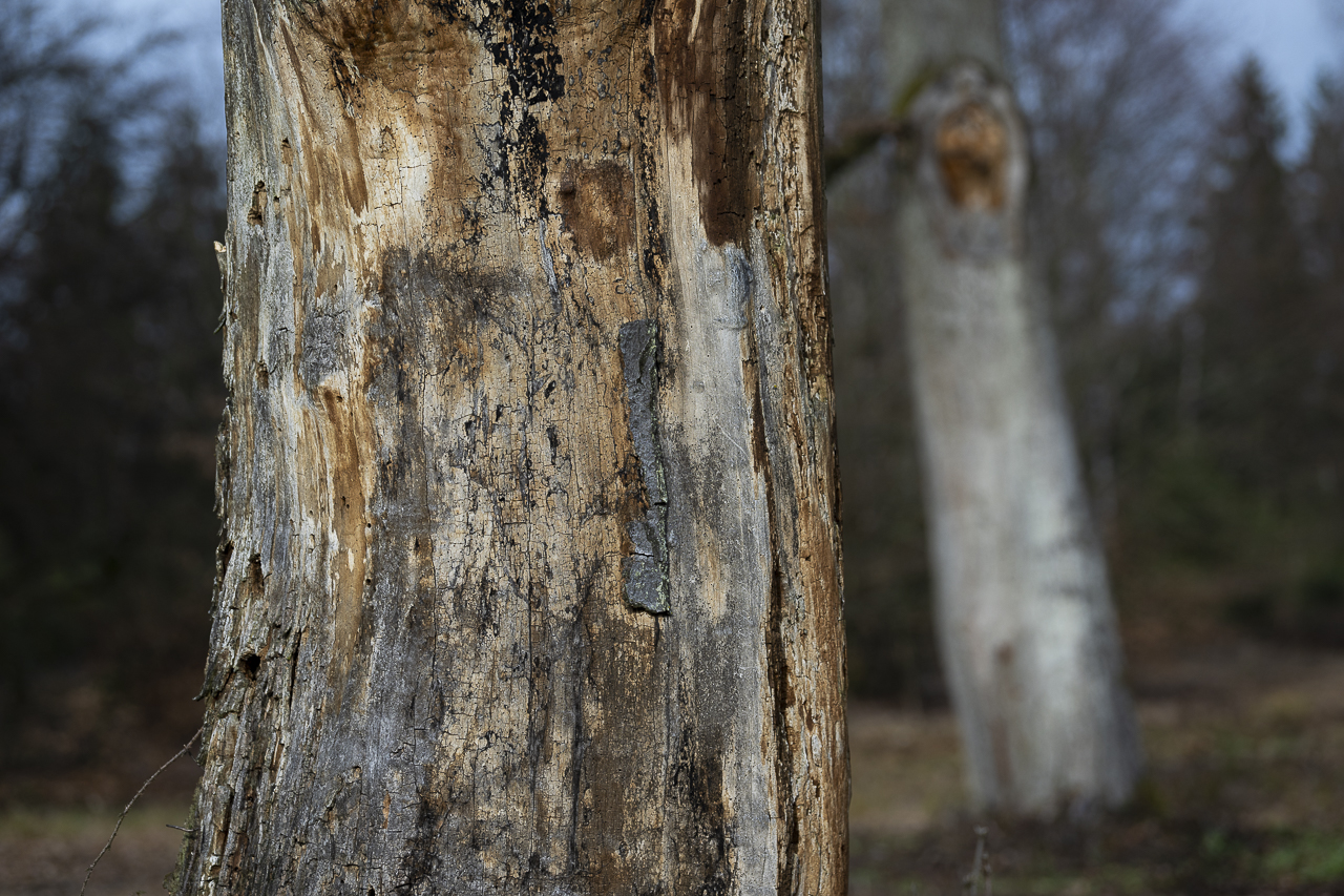 Wald - Raum für natürliche Zusammenhänge