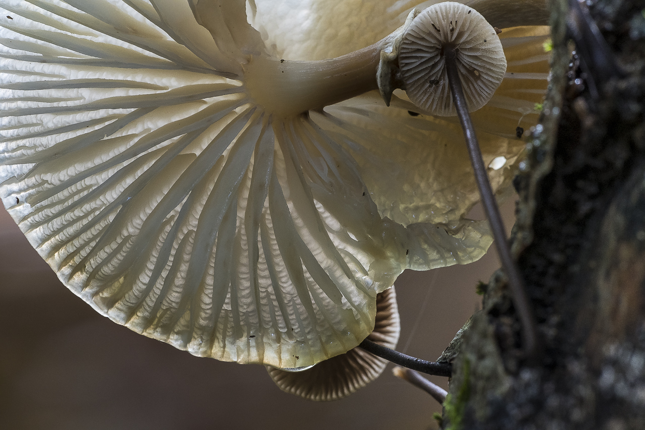 Wald - Raum für natürliche Zusammenhänge