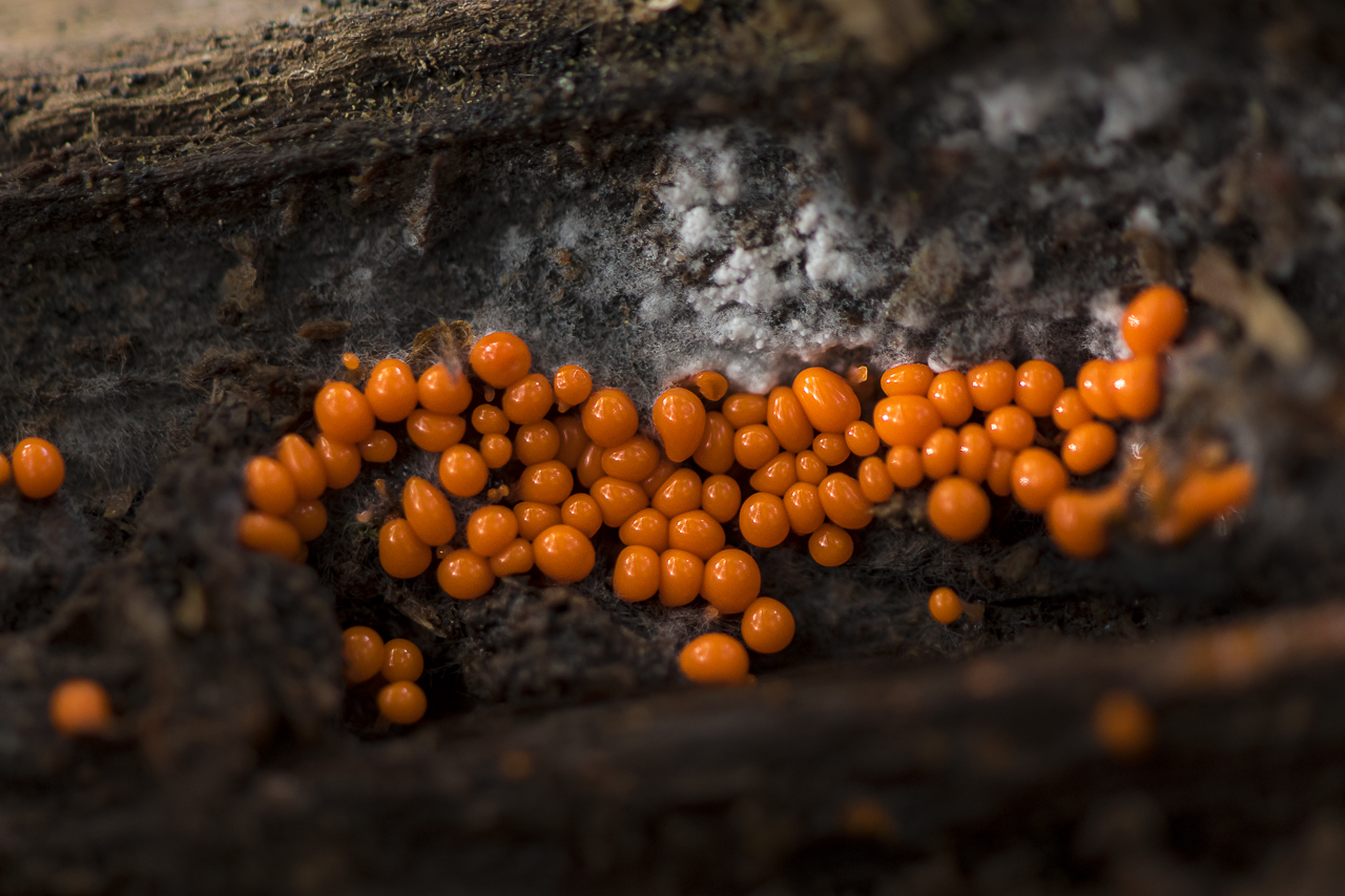 Wald - Raum für natürliche Zusammenhänge