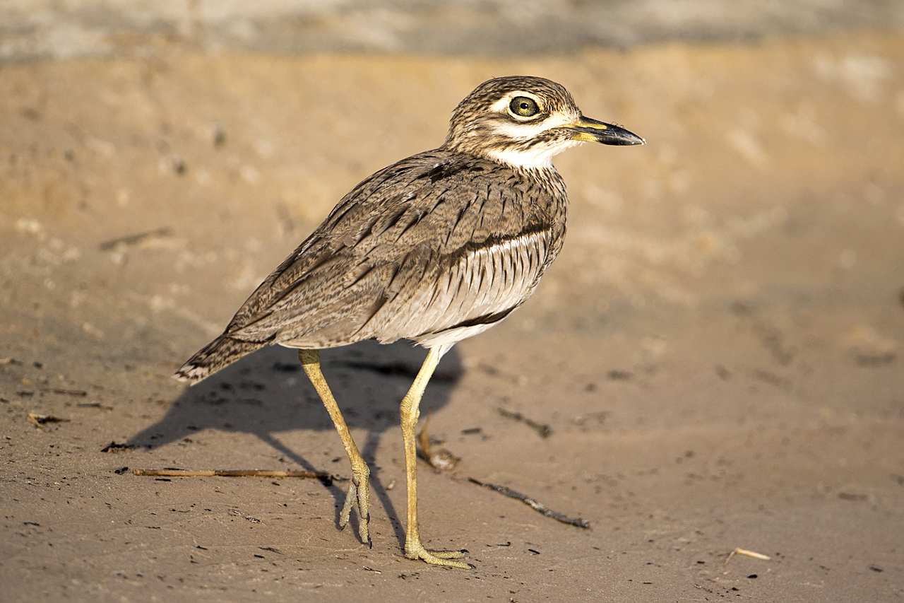Sambesi - Land am Fluss