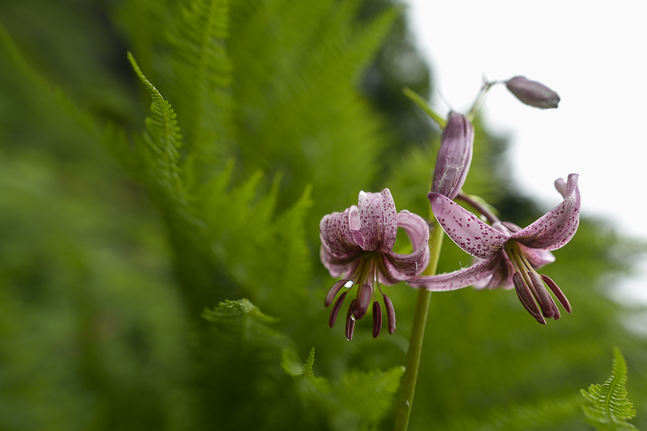 Wald - Raum für natürliche Zusammenhänge