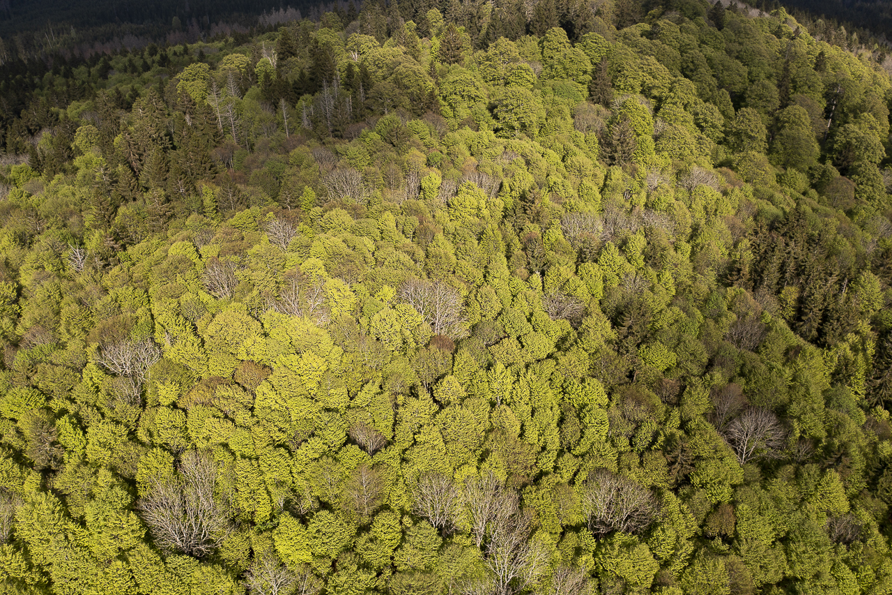 Wald - Raum für natürliche Zusammenhänge
