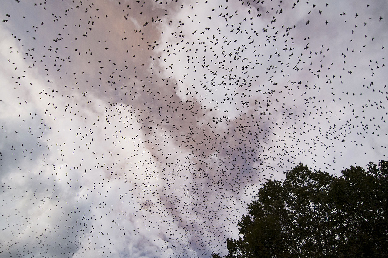 Vogelinvasion