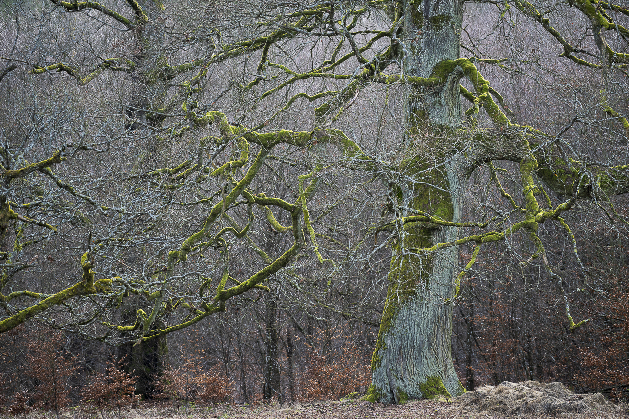 Wald - Raum für natürliche Zusammenhänge