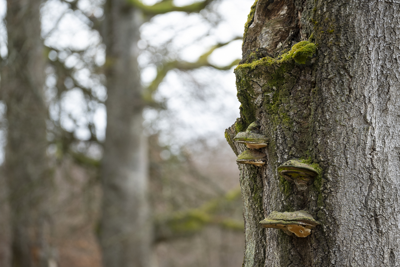 Wald - Raum für natürliche Zusammenhänge