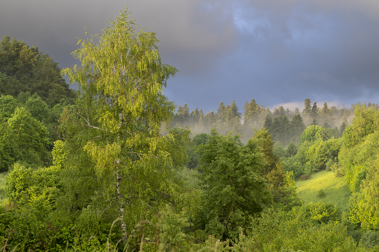 Wald - Raum für natürliche Zusammenhänge