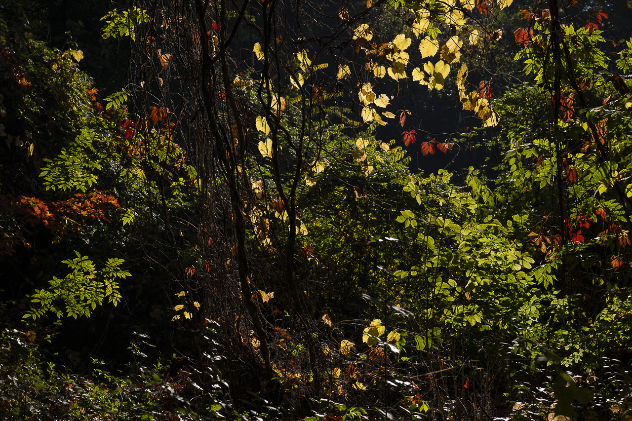 Wald - Raum für natürliche Zusammenhänge