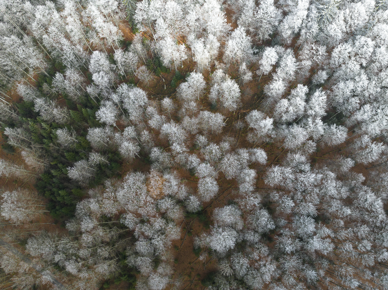 Wald - Raum für natürliche Zusammenhänge