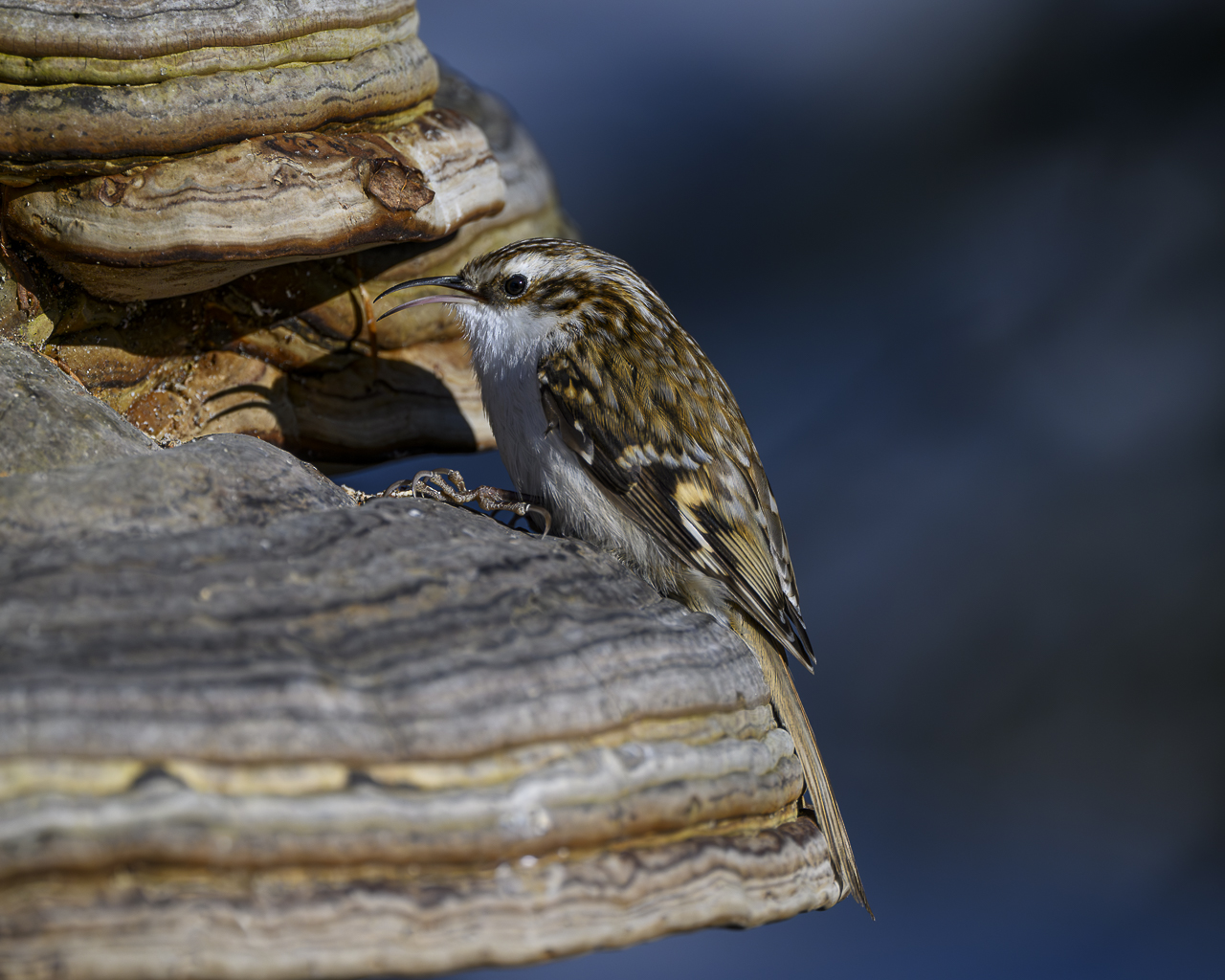Wald - Raum für natürliche Zusammenhänge