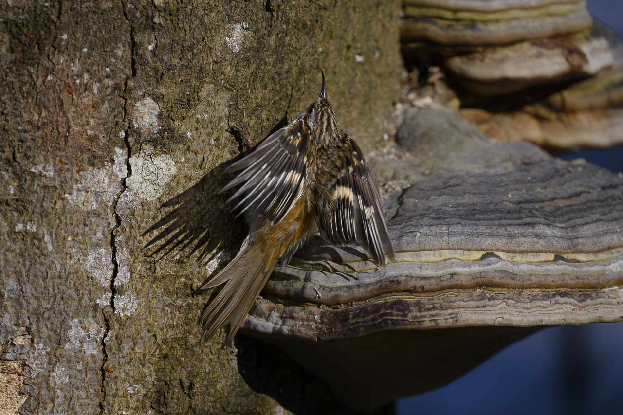 Wald - Raum für natürliche Zusammenhänge